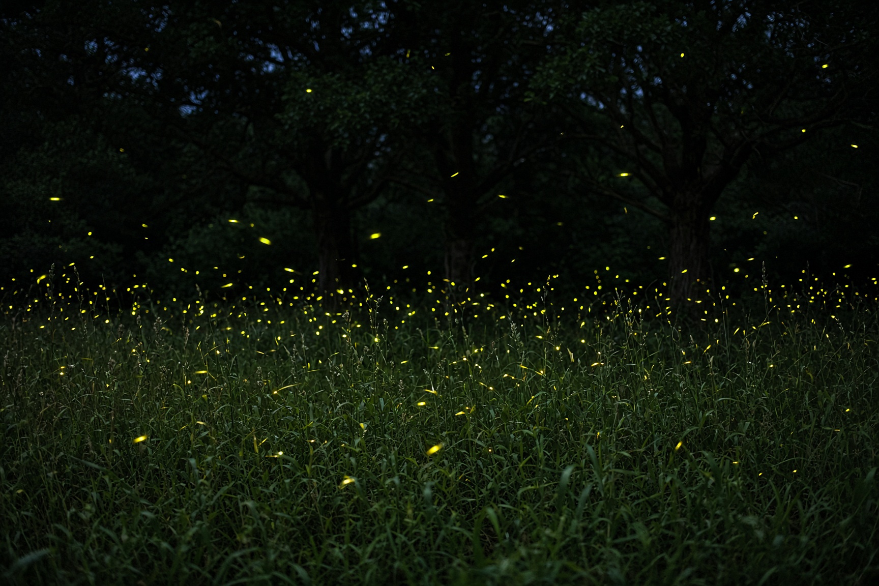 A summer forest clearing at night, with fireflies glowing yellow-green among tall grass